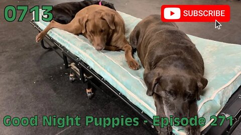 [0713] GOOD NIGHT PUPPIES - EPISODE 271 [#dogs #doggos #doggies #puppies #dogdaycare]