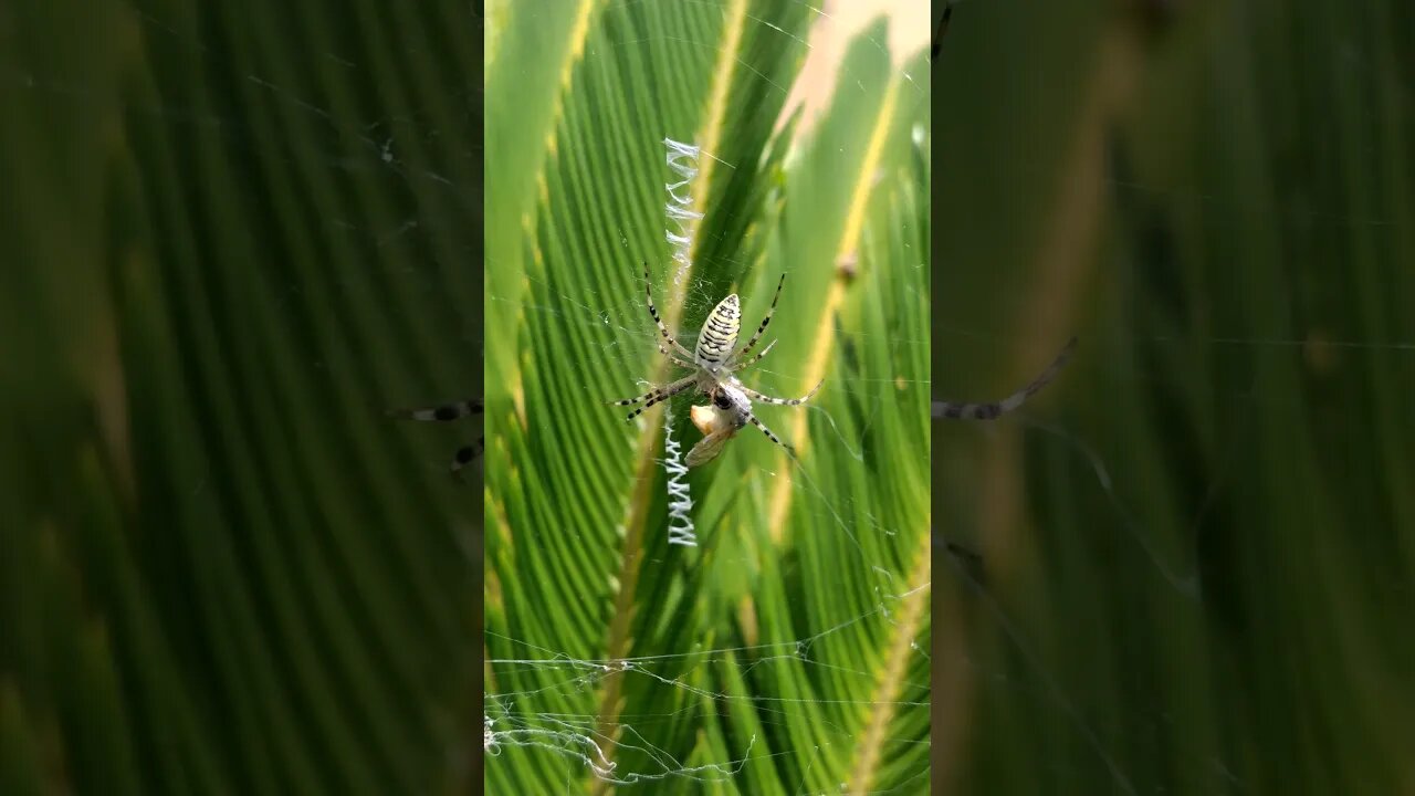 🕷 Argiope Bruennichi 1º Generation 2023 Video 2 #Shorts