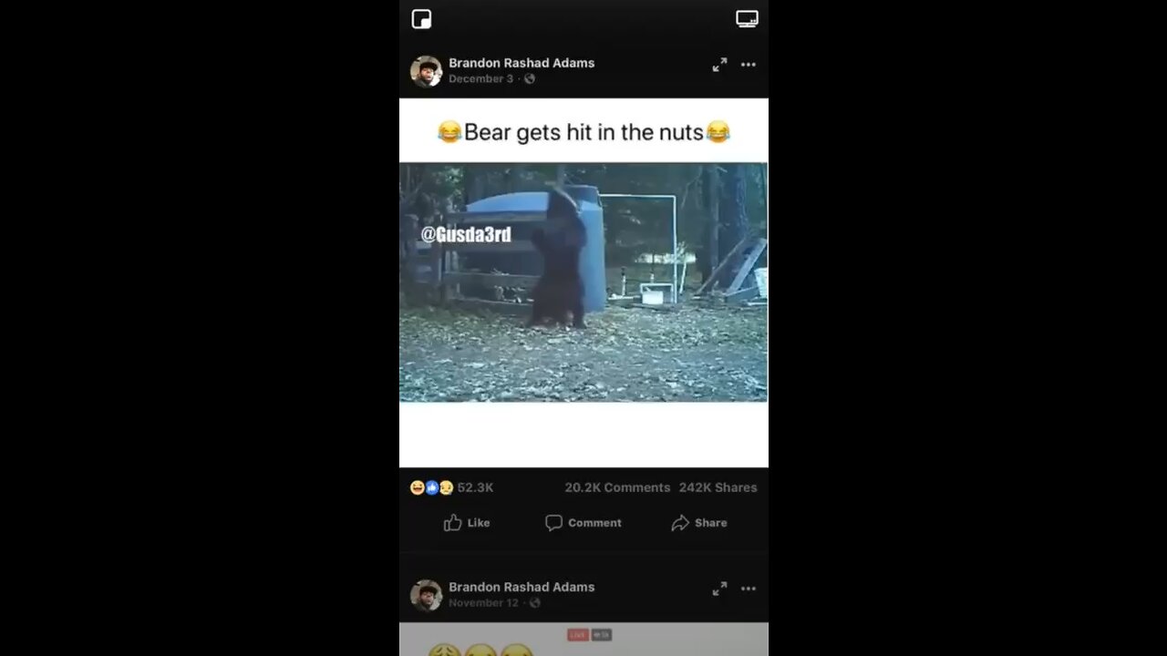 Bear has the moves