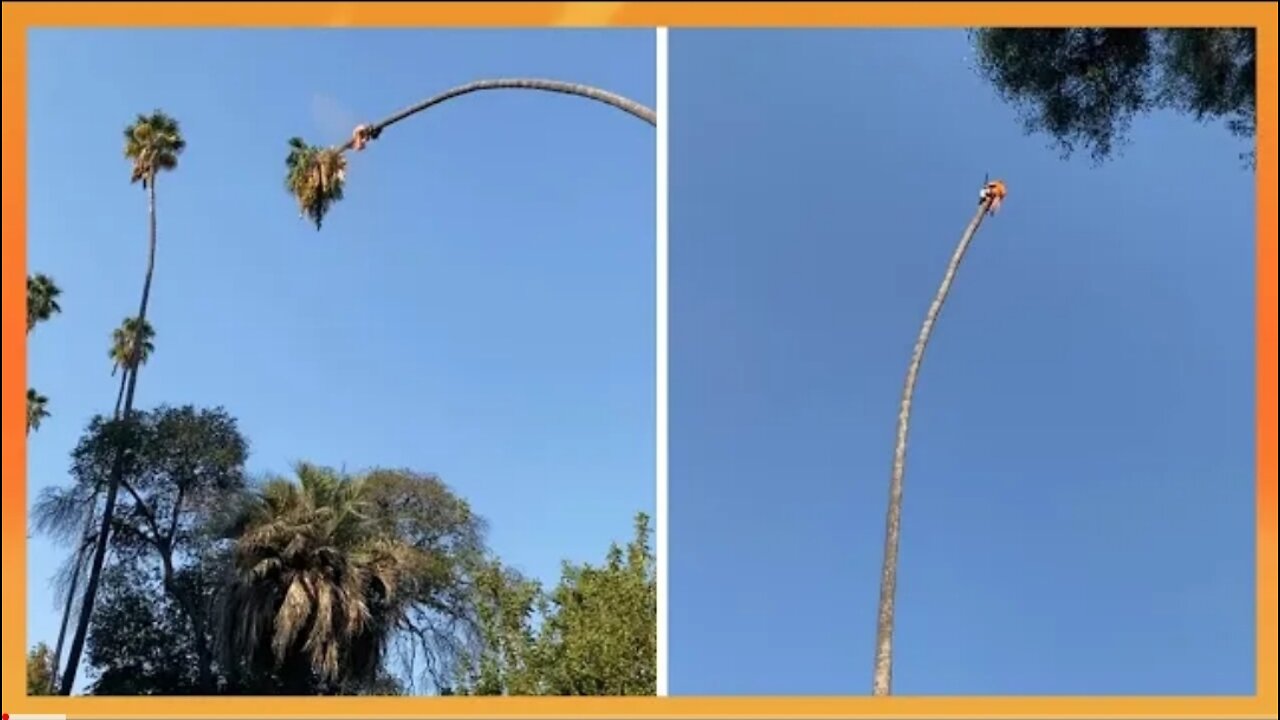 Man risks his life by cutting a 100 foot tall tree