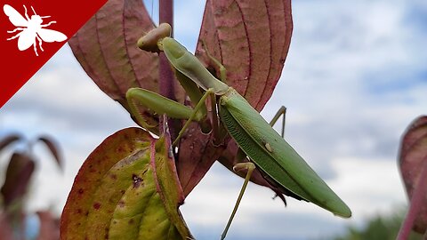 Mantis Posing - Mantis religiosa in a Cornelian Cherry (Cornus mas) Tree
