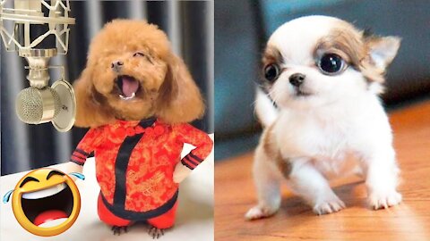 🐕 Cute Puppies 😍 Cute Funny and Smart Dogs