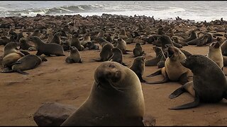 Focas e Pinguins Podem Beber Água do Mar?