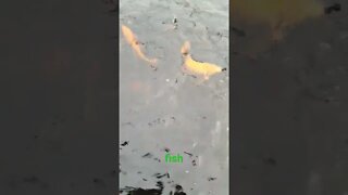 many fish #shorts
