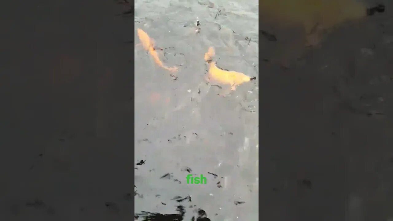 many fish #shorts