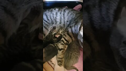 TiGGERS a MUM! 😍🐈‍⬛ #3smellykids #kittens #cutecats #catslover #adorablekittens #kidsvideos #kitten