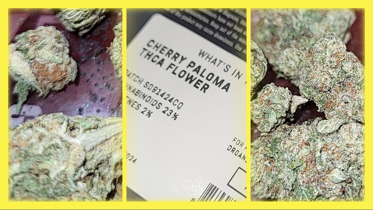 DR GANJA'S CHERRY PALOMA STRAIN! 🍒🌿 DISCOVER THE HYPE & TRY IT YOURSELF! 👉