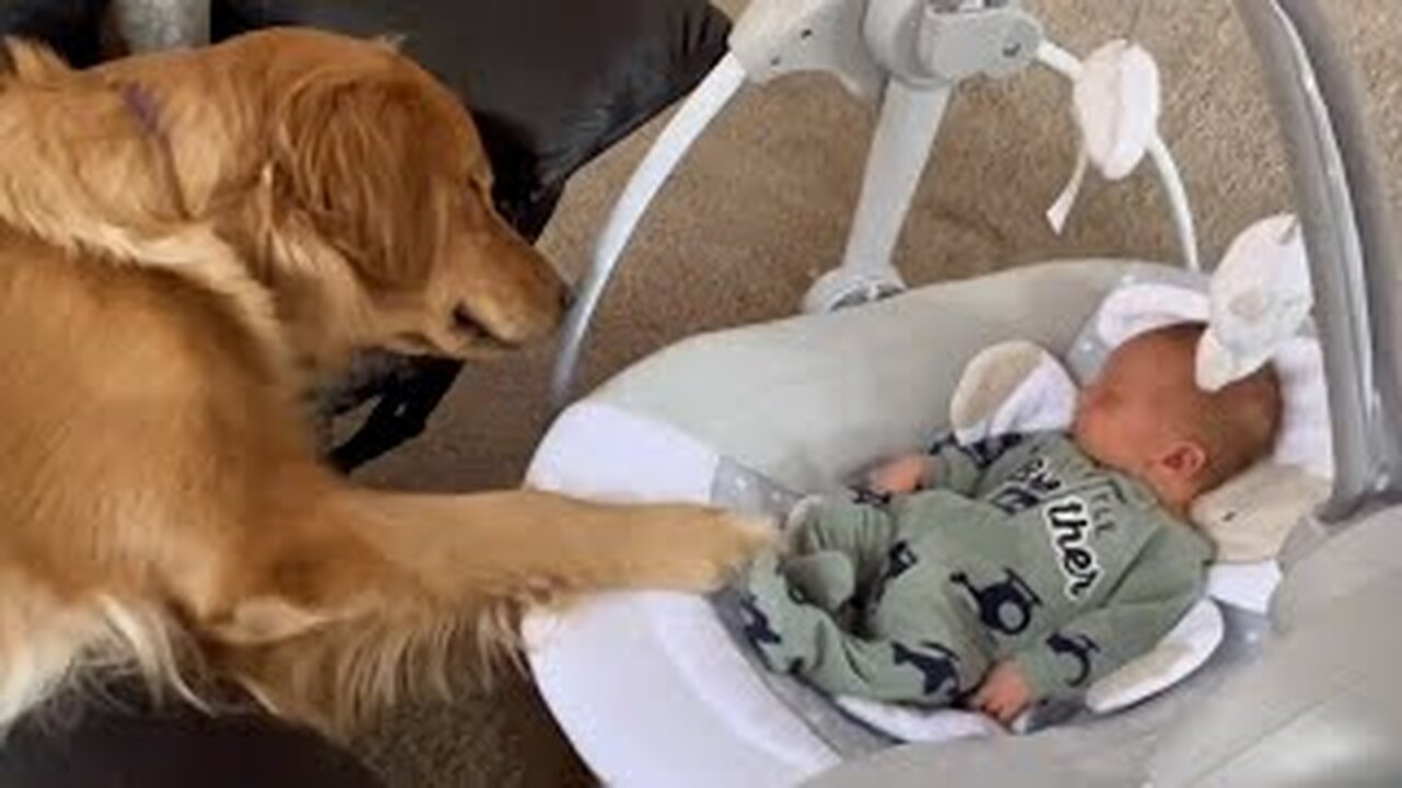 Is This Dog Is The World's Greatest Babysitter? | Funniest Pets Of The Week
