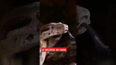 🐆 Duelo cobra x Coelho, quem vence a batalha? Confira 🐆