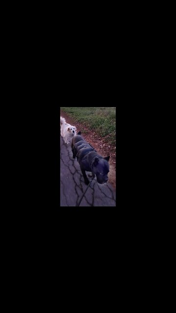 Cane Corso Approached by OFF LEASH DOG! #shorts