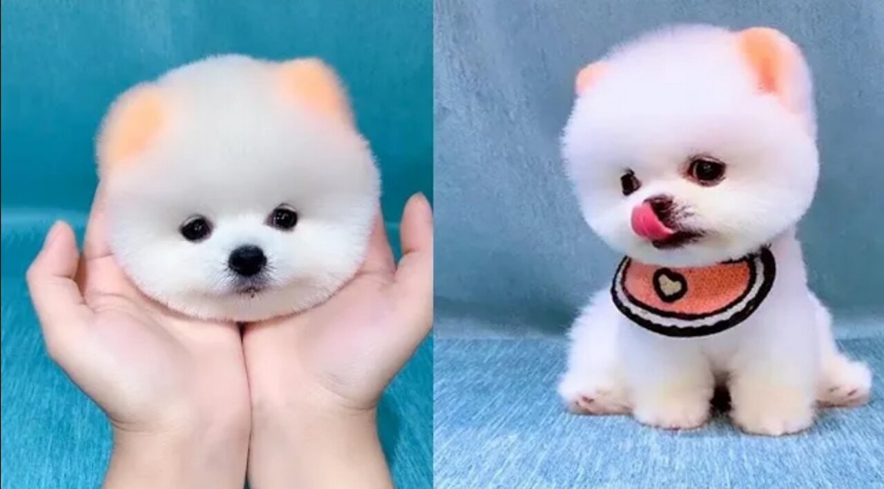 Baby ๐ Cats | Cute and Funny๐๐Cat Videos #14 | #OfficialDeep13