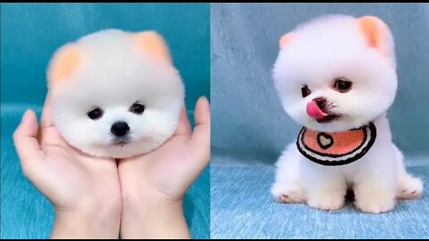 Baby 😊 Cats | Cute and Funny😄😄Cat Videos #14 | #OfficialDeep13