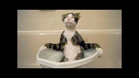 Cute And Funny Pets Doing Things - Funny Dogs 🐶 And Cats 😹 Reactions 🤣