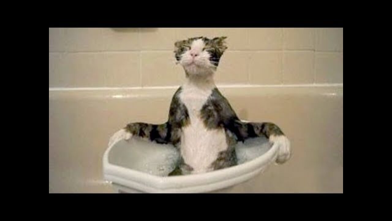 Cute And Funny Pets Doing Things - Funny Dogs 🐶 And Cats 😹 Reactions 🤣
