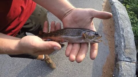 Fishing a small pond and stream | Bass and Beers: Episode 6