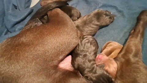 OBI2023 Grandsire visiting the baby Patterdale Terriers pups puppies puppy hunting Black Red Fell