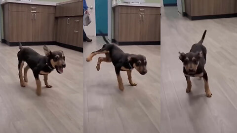 Funny dog dance , funny pet dance