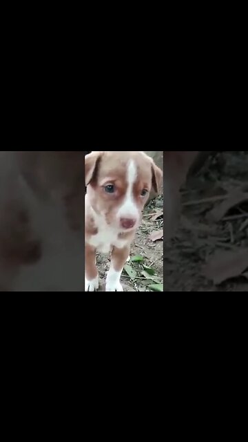 How WOULD YOU Rate this PUPPY 😱 | Wholesome Moments