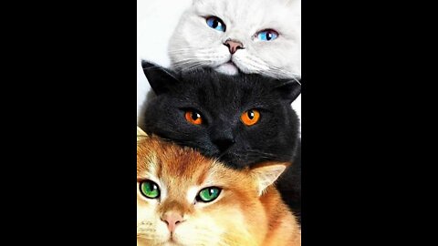 Cutest cats on the internet.