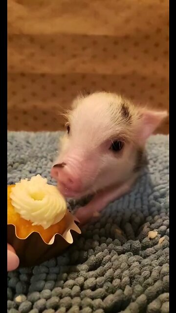 I think he's obsessed 🐷🐷🐽🐽🐽🐽