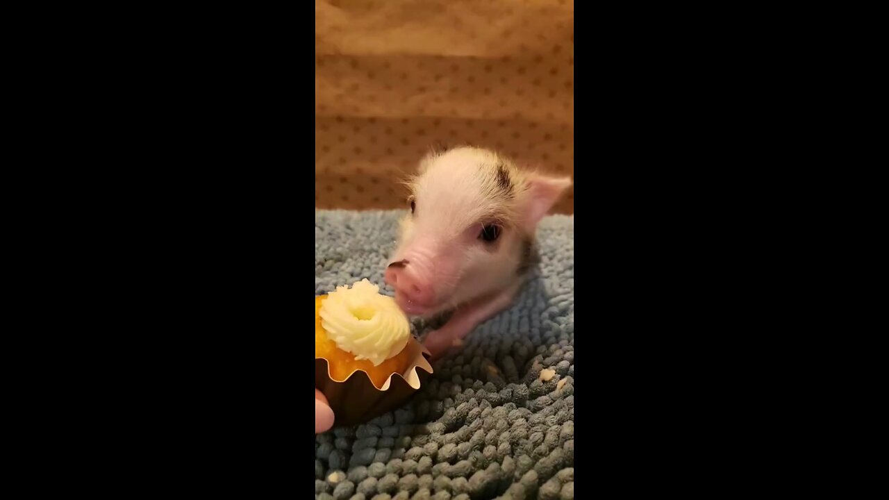 I think he's obsessed 🐷🐷🐽🐽🐽🐽