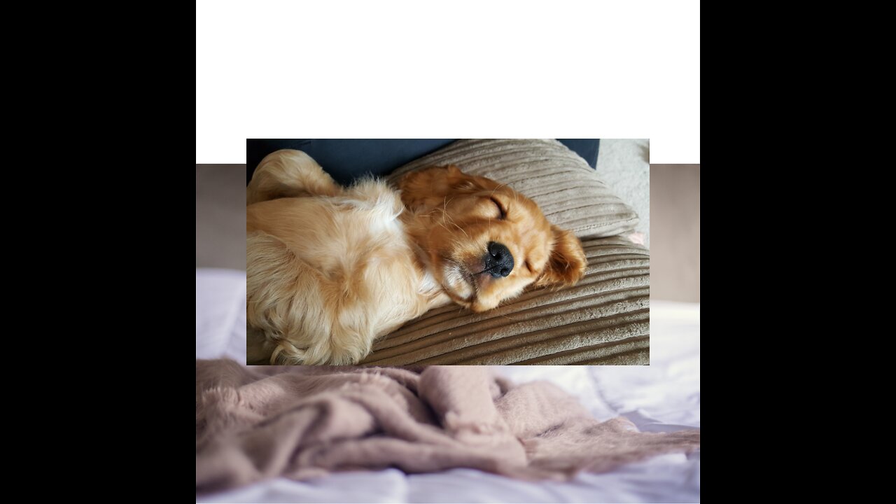 Best funny animal video 2022