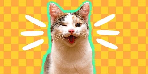 Cat jump from roof 😦 , Funny animal video, funny cat video funny kittens