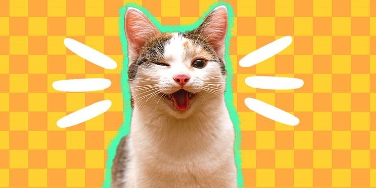 Cat jump from roof 😦 , Funny animal video, funny cat video funny kittens