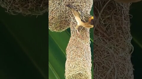 Birds ❤️ #viral #shorts #kamalkavlog #birds