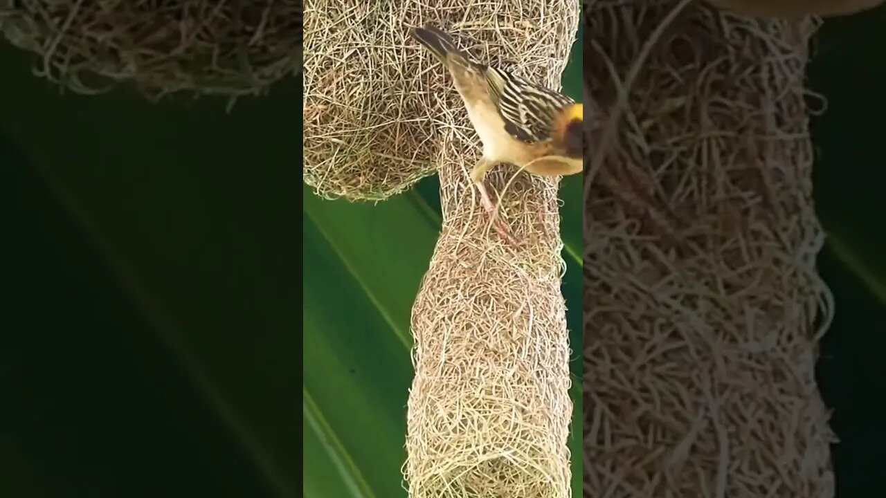 Birds ❤️ #viral #shorts #kamalkavlog #birds