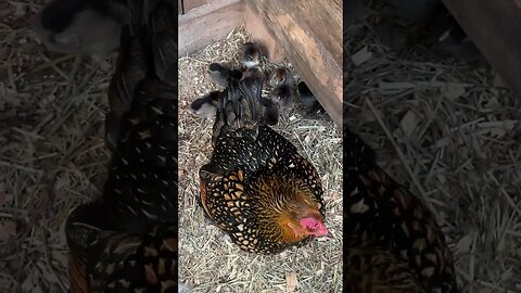 Baby Chick's First Days