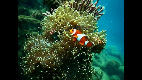 Due to the size of the small clownfish, they are considered food for a group of marine predators
