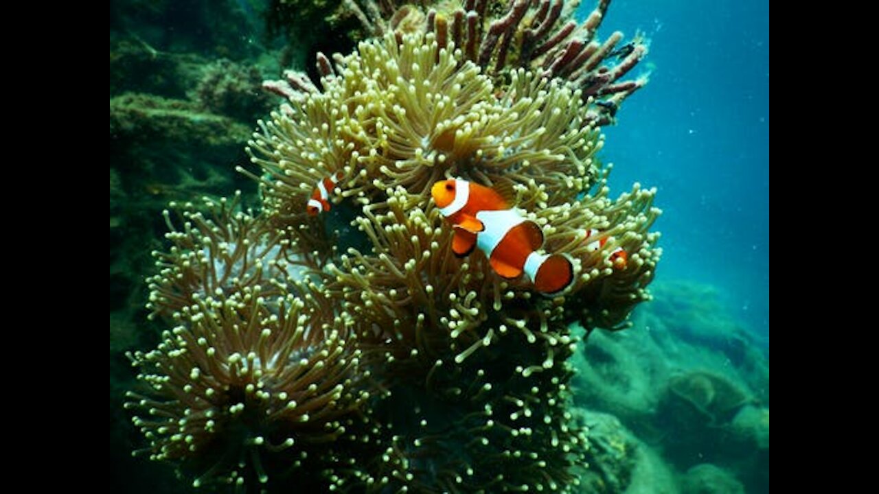 Due to the size of the small clownfish, they are considered food for a group of marine predators
