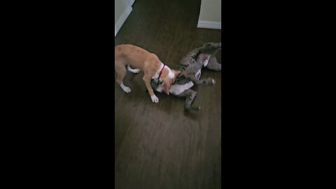Terminally Cute Dog Attack