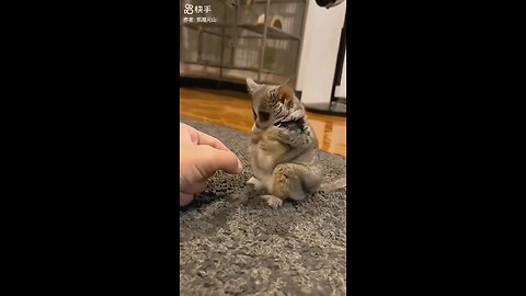 Cute Animal video