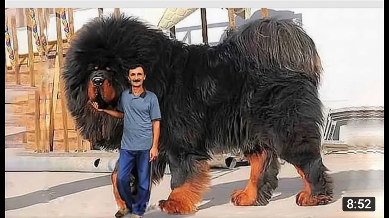 10 all world dog dangerous and high cast