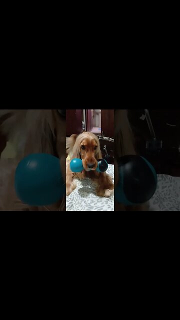 #dogshow, #amimals, #dogs, #shorts