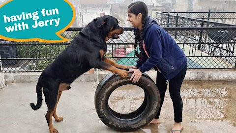 Jerry's morning routine||showing guard skills||funny dog videos