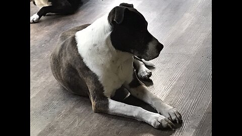 It's a Dog's Life