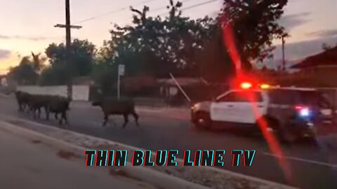 Deputies Chase Cows Through Pico Rivera, One Attacks