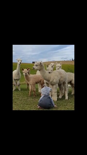 Cute Baby With Cutest Animals 😍#UbertainmentFun #Shorts #ytshorts #Dogs #Animals #Fun