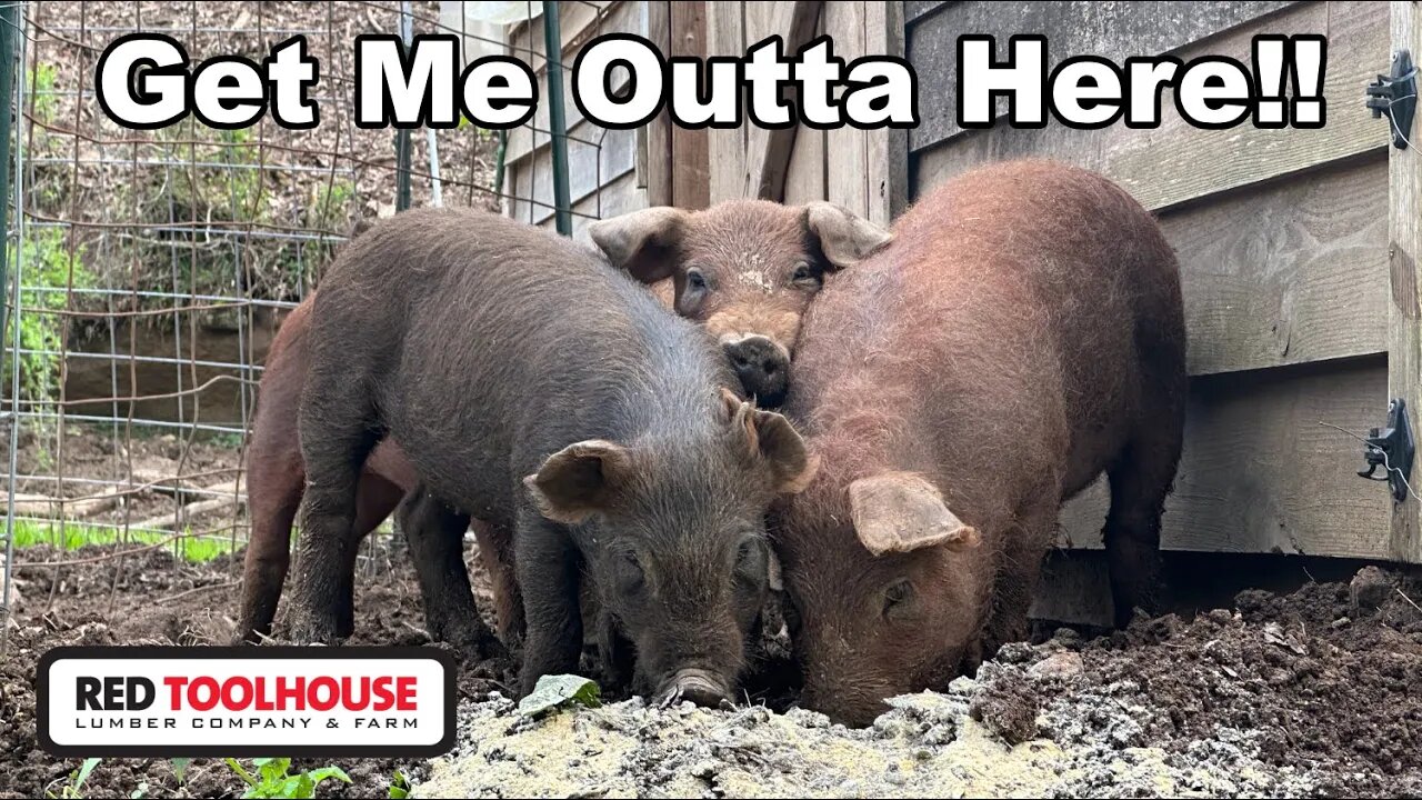 Moving Piglets Out of Quarantine and onto Their FIRST Pasture
