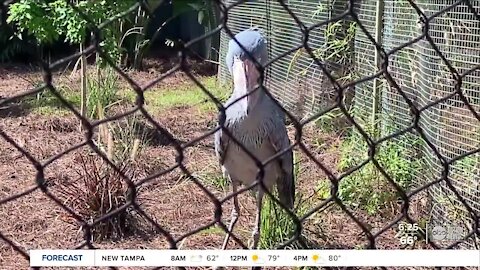 ZooTampa's spring break plans include new animals and an updated safari ride