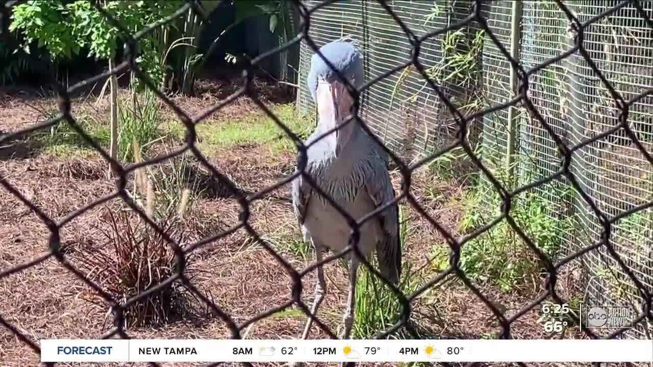 ZooTampa's spring break plans include new animals and an updated safari ride
