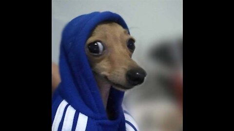 Funny Pets - Amazing