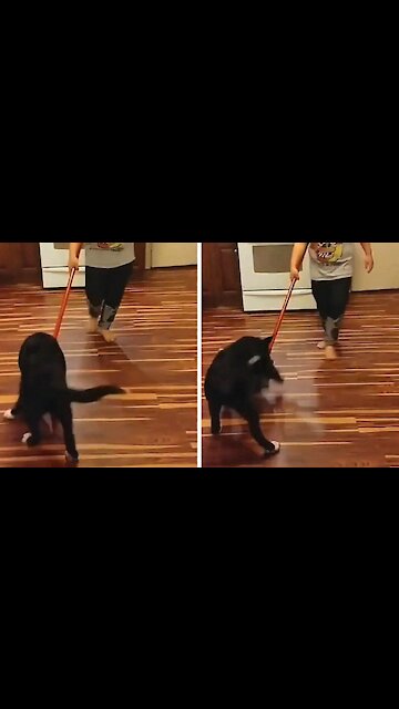 Dog tries to bite the broom and won't let go anymore