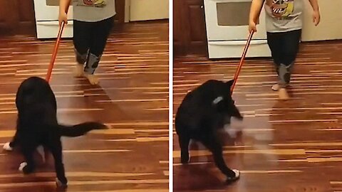 Dog tries to bite the broom and won't let go anymore