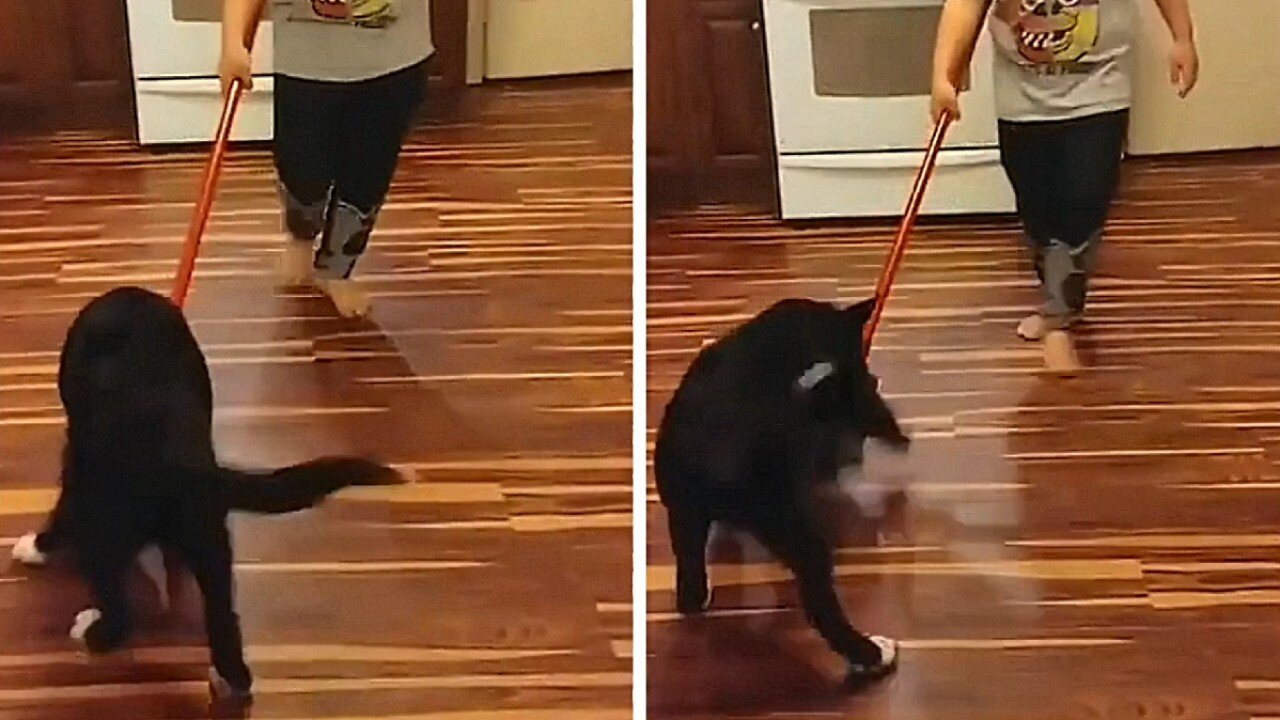 Dog tries to bite the broom and won't let go anymore