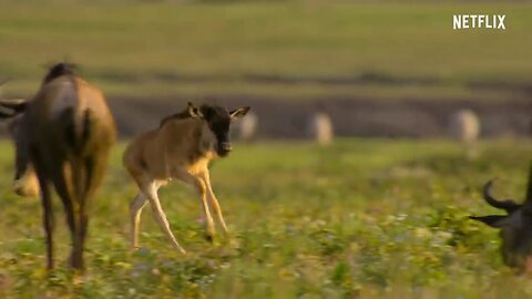 calves is few days old in forest🐄