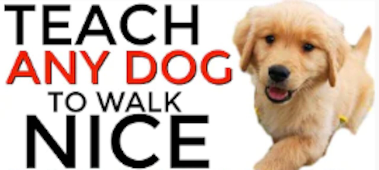 Teach ANY dog to walk nice on the leash | 5 MINUTE DOG TRAINING RESULTS!